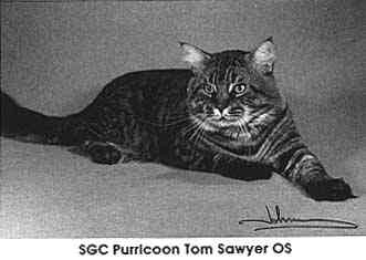 Purricoon Tom Sawyer of Chaudvent