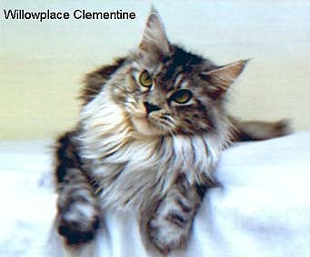 Willowplace Clementine