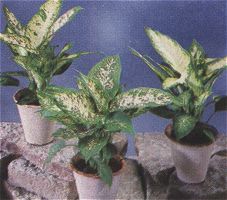 Dieffenbachia macalata