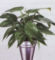  Philodendron