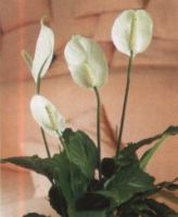 Spathiphyllum Wallasii